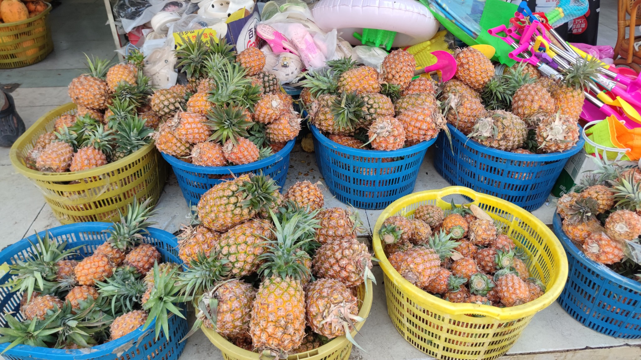 Ananas auf Hainan in Sanya