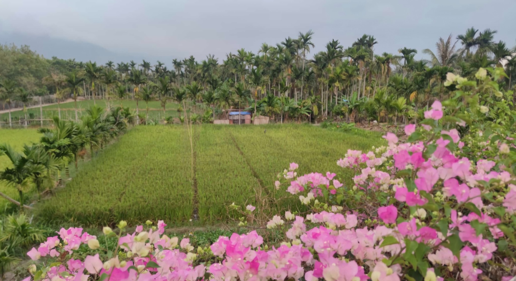 Grünes Umland bei Sanya auf Hainan