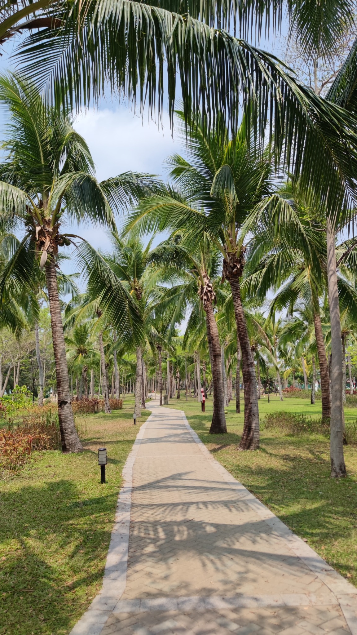Palmenweg in Sanya auf Hainan