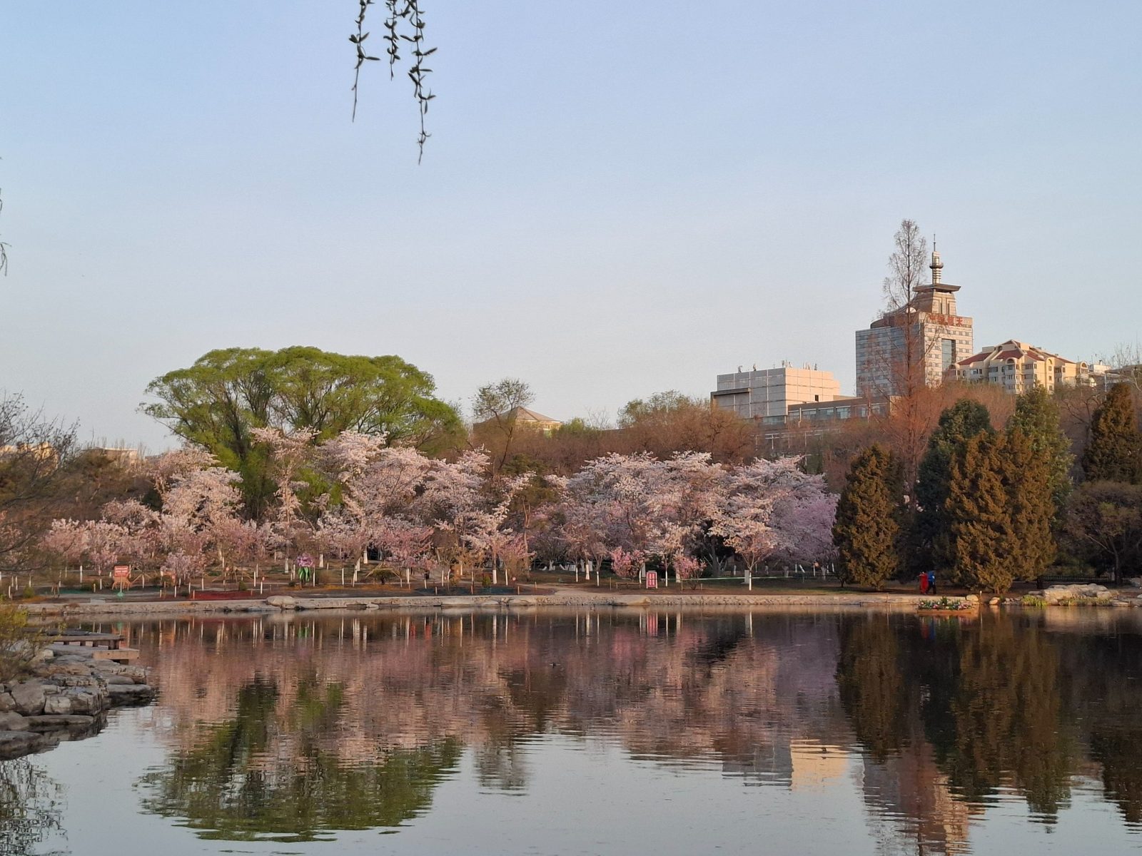 Kirschblüte im Yuyuantan Park