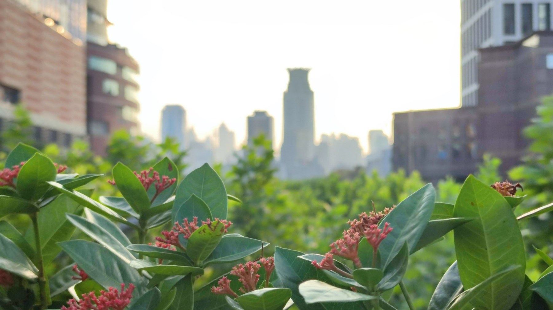 Grüne Pflanzen im Vordergrund und Shanghai Skyline im Abendlicht