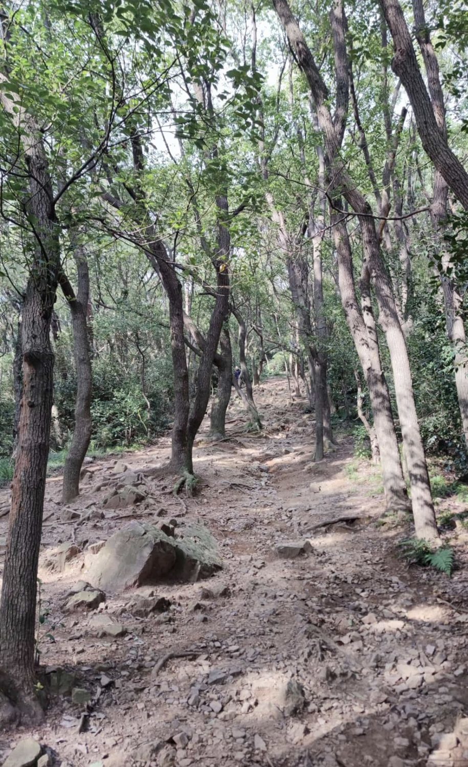 Wanderweg im Wald oberhalb von Wuxi